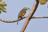 Female Gould's Toucanet, Serra de Carajás, Pará, Brazil, October 2005 - click for larger image