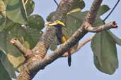 Male Gould's Toucanet, Serra de Carajás, Pará, Brazil, October 2005 - click for larger image