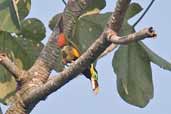 Male Gould's Toucanet, Serra de Carajás, Pará, Brazil, October 2005 - click for larger image