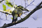 Male Gould's Toucanet, Serra de Baturité, Ceará, Brazil, October 2008 - click for larger image