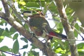 Female Gould's Toucanet, Serra de Baturité, Ceará, Brazil, October 2008 - click for larger image