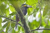 Male Spot-billed Toucanet, Teresópolis, Brazil, November 2008 - click for larger image