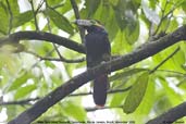 Male Spot-billed Toucanet, Teresópolis, Brazil, November 2008 - click for larger image