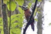 Female Spot-billed Toucanet, Teresópolis, Brazil, November 2008 - click for larger image