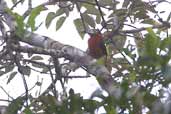 Female  Spot-billed Toucanet, Boa Nova, Bahia, Brazil, July 2002 - click for larger image