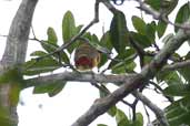 Female Golden-collared Toucanet, near Humaitá, Pará, Brazil, March 2003 - click for larger image