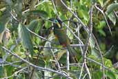 Male Golden-collared Toucanet, Palmarí, Amazonas, Brazil, September 2003 - click for larger image