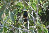 Male Golden-collared Toucanet, Palmarí, Amazonas, Brazil, September 2003 - click for larger image