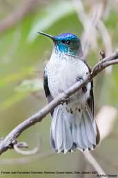 Female Juan Fernandez Firecrown, Robinson Crusoe Island, Chile, January 2007 - click for larger image