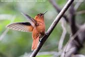 Male Juan Fernandez Firecrown, Robinson Crusoe Island, Chile, Juanuary 2007 - click for larger image