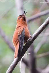 Male Juan Fernandez Firecrown, Robinson Crusoe Island, Chile, January 2007 - click for larger image