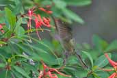 Green-backed  Firecrown, Puyehue N.P., Chile, November 2005 - click for larger image