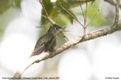 Green-backed Firecrown, Robinson Crusoe Island, Chile, January 2007 - click for larger image