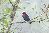White-capped Tanager, Rio Blanco, Caldas, Colombia, April 2012 - click for larger image