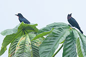 White-capped Tanager, Otún-Quimbaya, Risaralda, Colombia, April 2012 - click for larger image