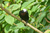 White-capped Tanager, Otun-Quimbaya, Risaralda, Colombia, April 2012 - click for larger image