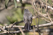 Sooty Tyrannulet, Serra de Canastra, Minas Gerais, Brazil, October 2022 - click for larger image