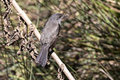 Sooty Tyrannulet, Serra de Canastra, Minas Gerais, Brazil, October 2022 - click for larger image