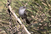 Sooty Tyrannulet, Serra de Canastra, Minas Gerais, Brazil, October 2022 - click for larger image