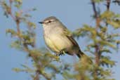 White-crested Tyrannulet, Barra do Quaraí, Rio Grande do Sul, Brazil, August 2004 - click for larger image