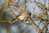 White-crested Tyrannulet, Barra do Quaraí, Rio Grande do Sul, Brazil, August 2004 - click for larger image