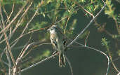 White-crested Tyrannulet, Itirapina, São Paulo, Brazil, April 2001 - click for larger image