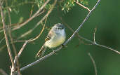 White-crested Tyrannulet, Itirapina, São Paulo, Brazil, April 2001 - click for larger image
