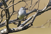 White-crested Tyrannulet, Serra da Canastra, Brazil, October 2022 - click for larger image