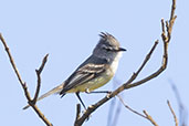 White-crested Tyrannulet, Serra da Canastra, Brazil, October 2022 - click for larger image