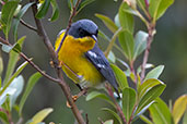 Tropical Parula, Sao Francisco de Paula, Rio Grande do Sul, Brazil, October 2022 - click for larger image