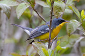 Tropical Parula, Sao Francisco de Paula, Rio Grande do Sul, Brazil, October 2022 - click for larger image