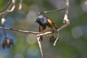 Male American Redstart, La Güira, Cuba, February 2005 - click on image for a larger view