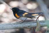 Male American Redstart, Soplillar, Zapata Swamp, Cuba, February 2005 - click on image for a larger view