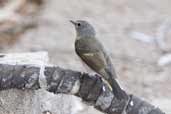 Female American Redstart, Zapata Swamp, Cuba, February 2005 - click on image for a larger view