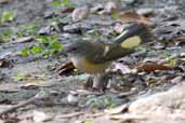 Female American Redstart, Zapata Swamp, Cuba, February 2005 - click on image for a larger view