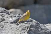 Male  Greater Yellow-finch, Cajon del Maipo, Chile, November 2005 - click for larger image