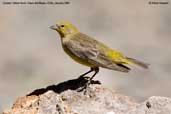 Male  Greater Yellow-finch, Cajon del Maipo, Chile, January 2007 - click for larger image