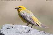 Male  Greater Yellow-finch, Cajon del Maipo, Chile, January 2007 - click for larger image