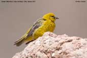 Male  Greater Yellow-finch, Cajon del Maipo, Chile, January 2007 - click for larger image