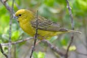 Stripe-tailed Yellow-finch, Chapada Diamantina, Bahia, Brazil, March 2004 - click for a larger image