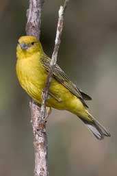 Stripe-tailed Yellow-finch, Chapada Diamantina, Bahia, Brazil, March 2004 - click for a larger image