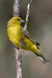 Stripe-tailed Yellow-finch, Chapada Diamantina, Bahia, Brazil, March 2004 - click for a larger image