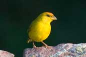 Male Orange-fronted Yellow-finch, Manaus, Amazonas, Brazil, July 2004 - click for larger image