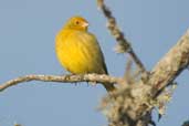 Male Saffron Finch, Barra do Quaraí, Rio Grande do Sul, Brazil, August 2004 - click for larger image