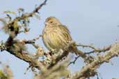 Female Saffron Finch, Barra do Quaraí, Rio Grande do Sul, Brazil, August 2004 - click for larger image