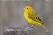 Male Saffron Finch, Pantanal, Mato Grosso, Brazil, December 2006 - click for larger image