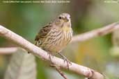 Female Saffron Finch, Pantanal, Mato Grosso, Brazil, December 2006 - click for larger image