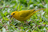 Saffron Finch, Tarapoto, San Martin, Peru, September 2018 - click for larger image