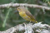 Immature Saffron Finch, Monte Verde, Espírito Santo, Brazil, March 2004 - click for larger image