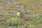 Male Patagonian Yellow-finch, Tierra del Fuego, Chile, December 2005 - click for larger image